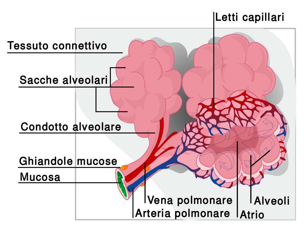 1200px Diagramma alveoli