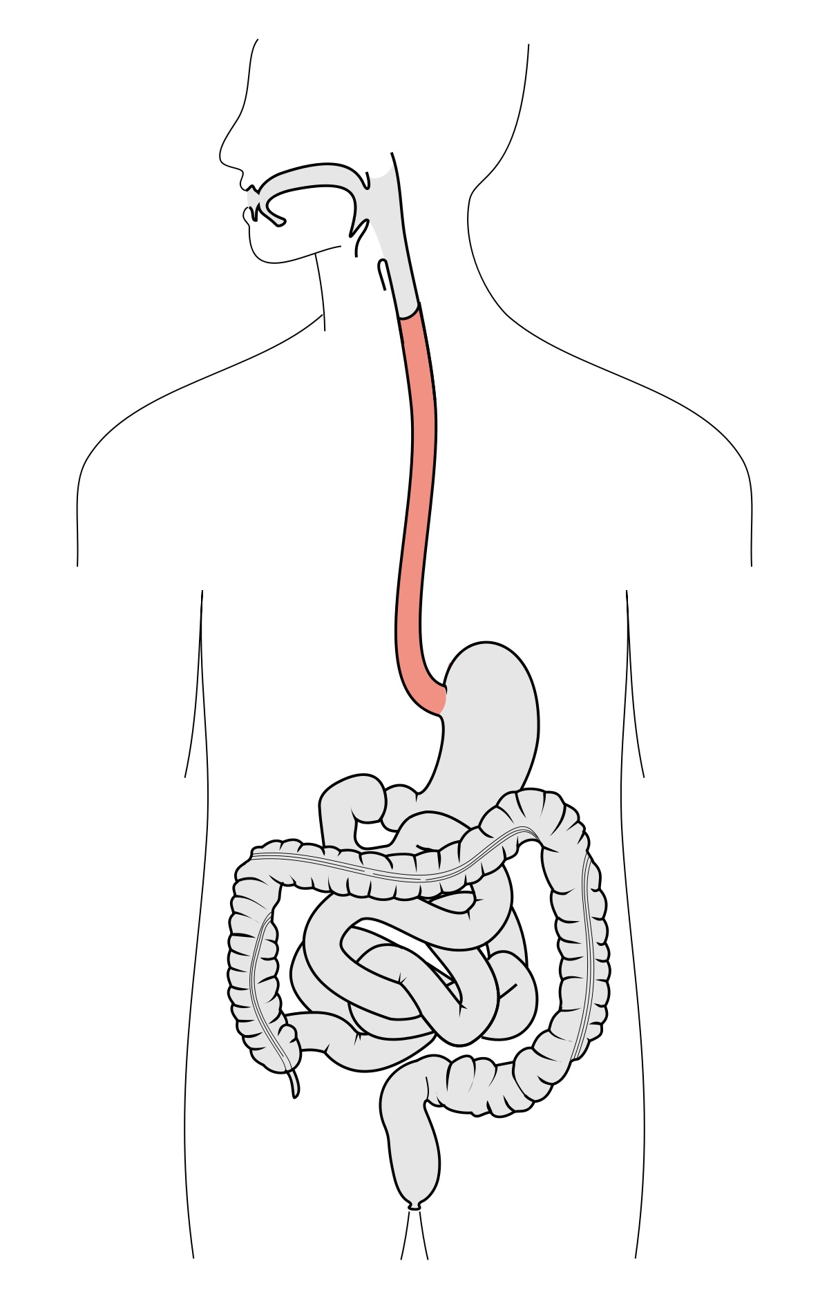 1200px Tractus intestinalis esophagus.svg 1