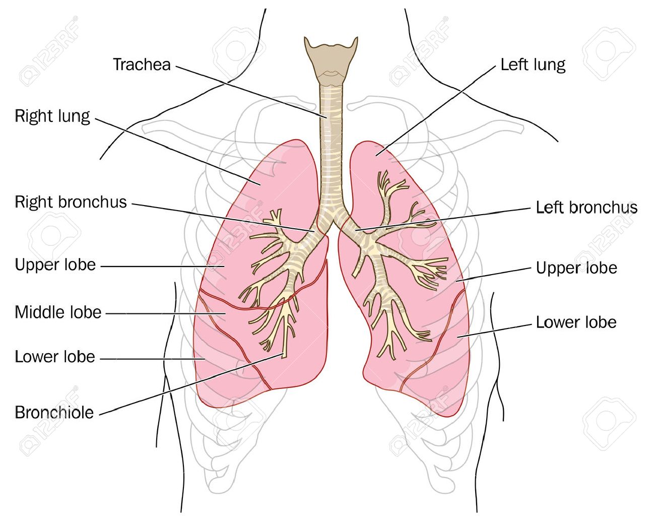 40079636 disegno dei polmoni bronchi trachea e bronchioli nella cavità toracica 