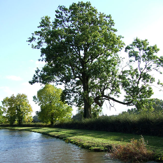 Ash Trees by the Trent and Mersey Canal Weston Staffordshire geograph.org.uk 598660