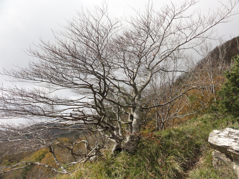 Faggio bonsai panoramio 2