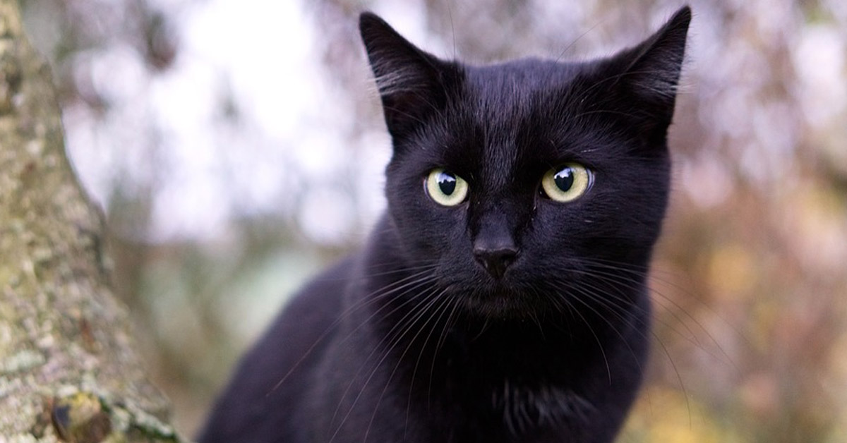 Gattino nero trovato in condizione disastrose adesso può camminare di nuovo4