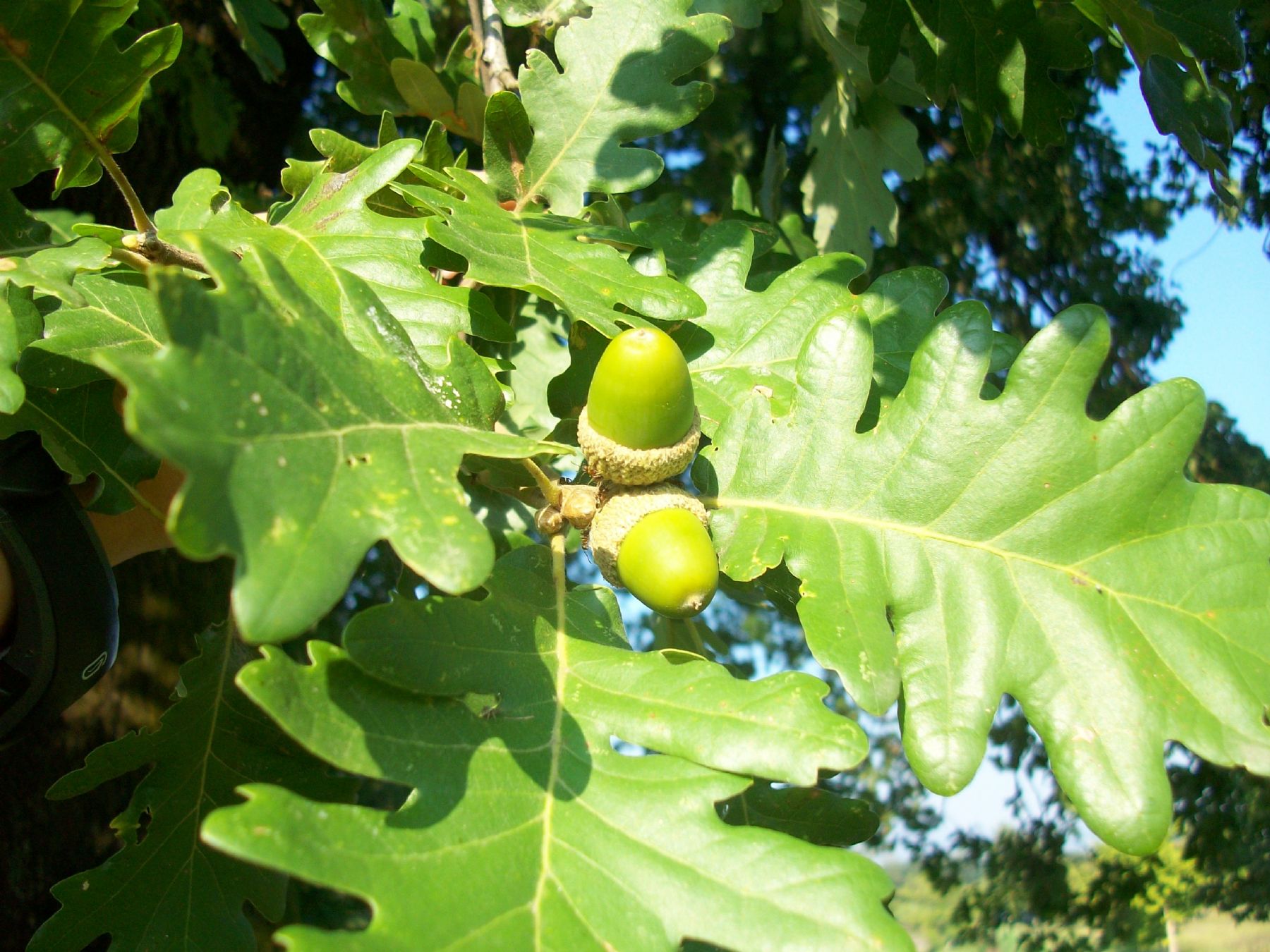 Quercus robur foglie e frutto 008