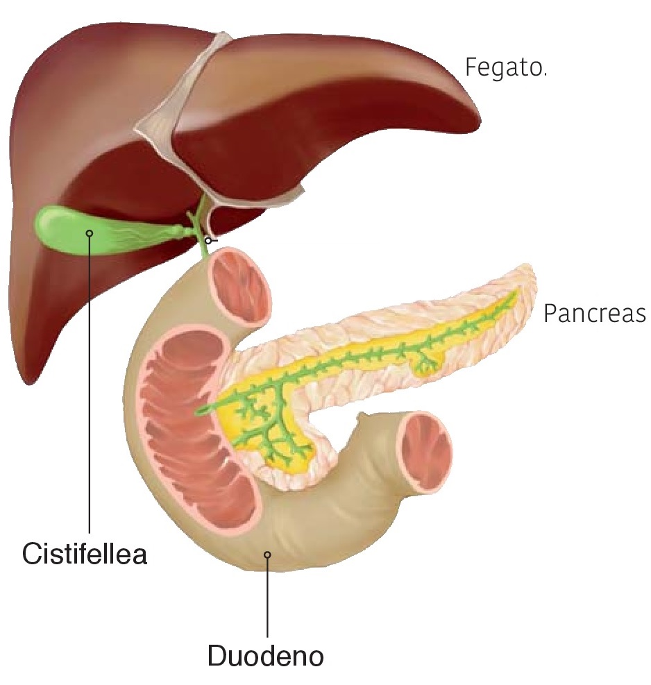 fegato pancreas