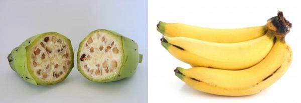 frutta e verdura banana selvatica e moderna