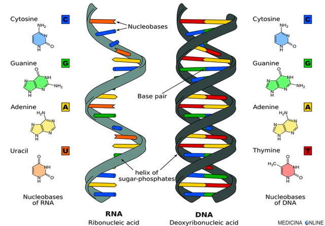 medicina-online-differenza-tra-rna-e-dna-genetica-laboratorio-gene-allele-cromosoma-adn-arn-timina-uracile-desossiribosio-ribosio-acido-basi-doppia-elica-singola-elica.jpg