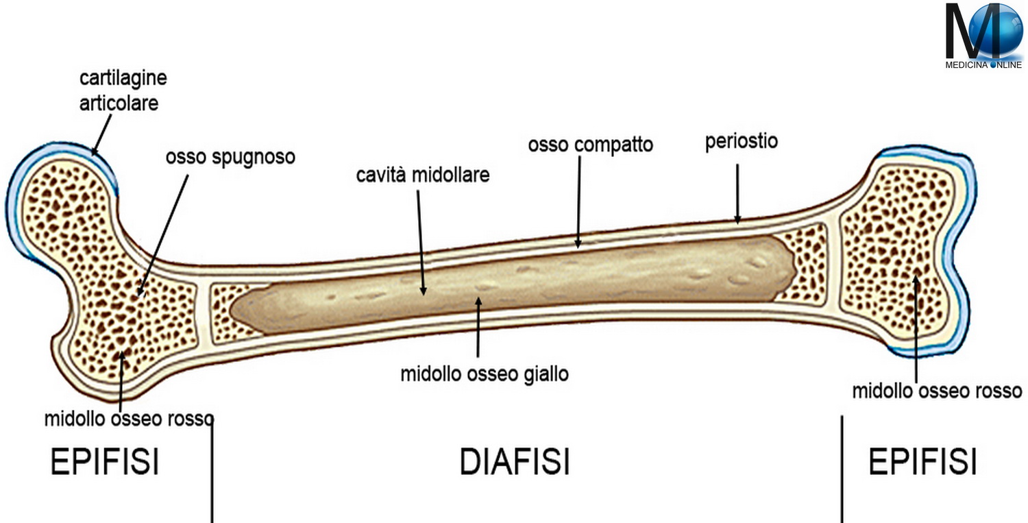 medicina online ossa osso scheletro cane uomo differenze tessuto spugnoso trabecolare compatto corticale fibroso lamellare cartilagine osso sacro coccige bacino sistema nervoso centrale1