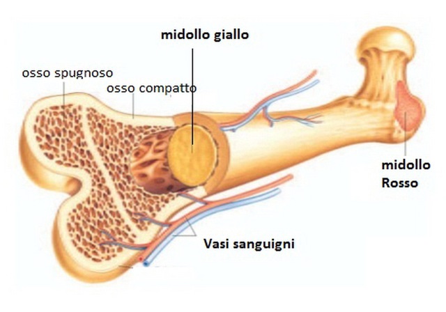 medicina online ossa osso scheletro cane uomo differenze tessuto spugnoso trabecolare compatto corticale fibroso lamellare cartilagine osso sacro coccige cervello sistema nervoso central