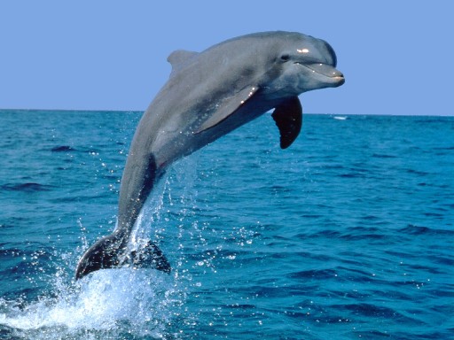 porto rotondo salvato delfino in difficolt and agrave